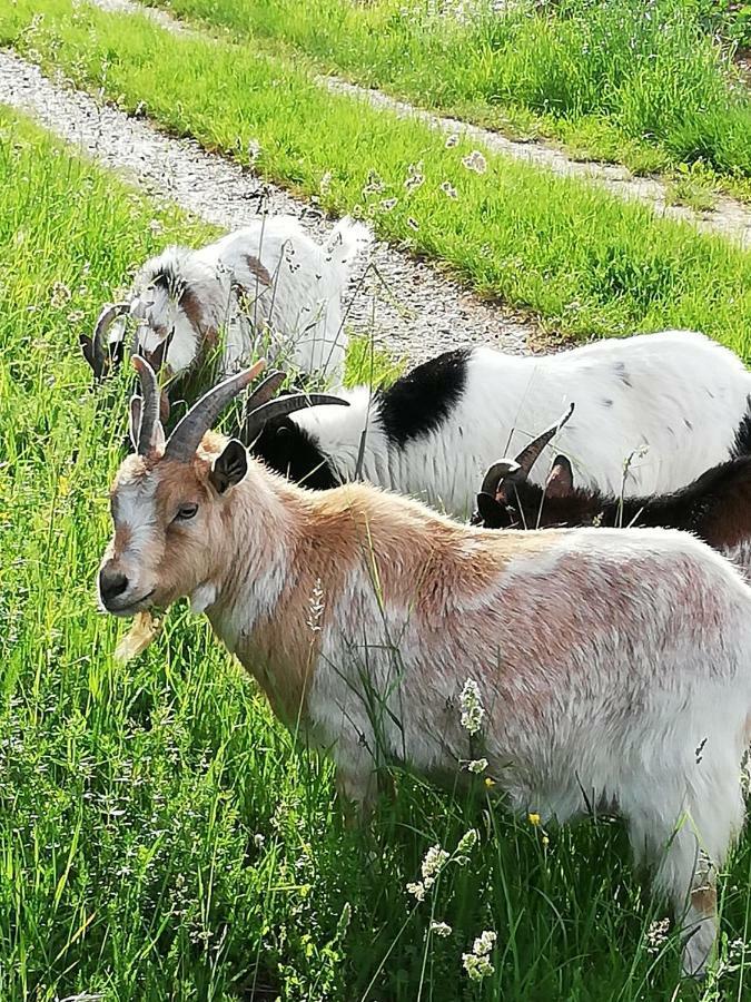شقة Zantnhof Rohrabrunn المظهر الخارجي الصورة